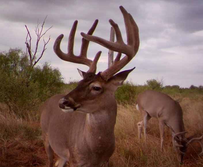 hunting in texas