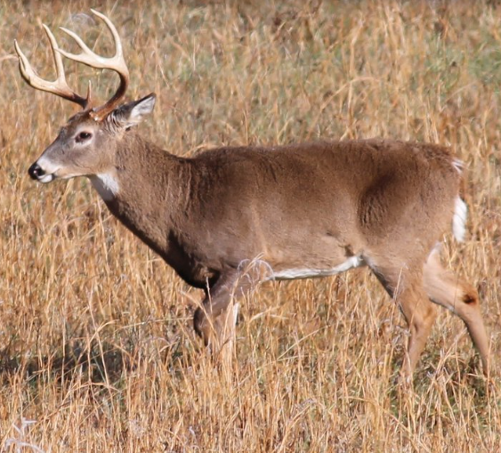deer hunting