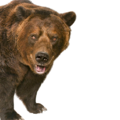 7 Best Tips for Bear hunting