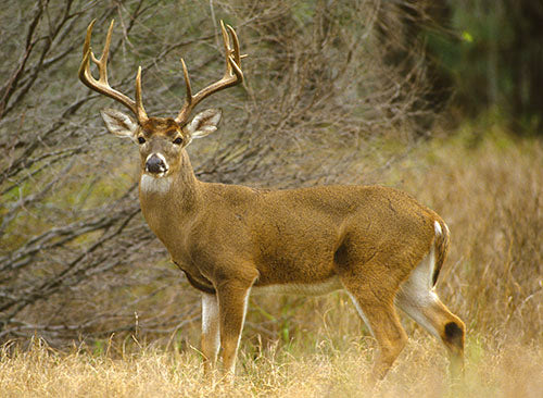 how to clean a deer