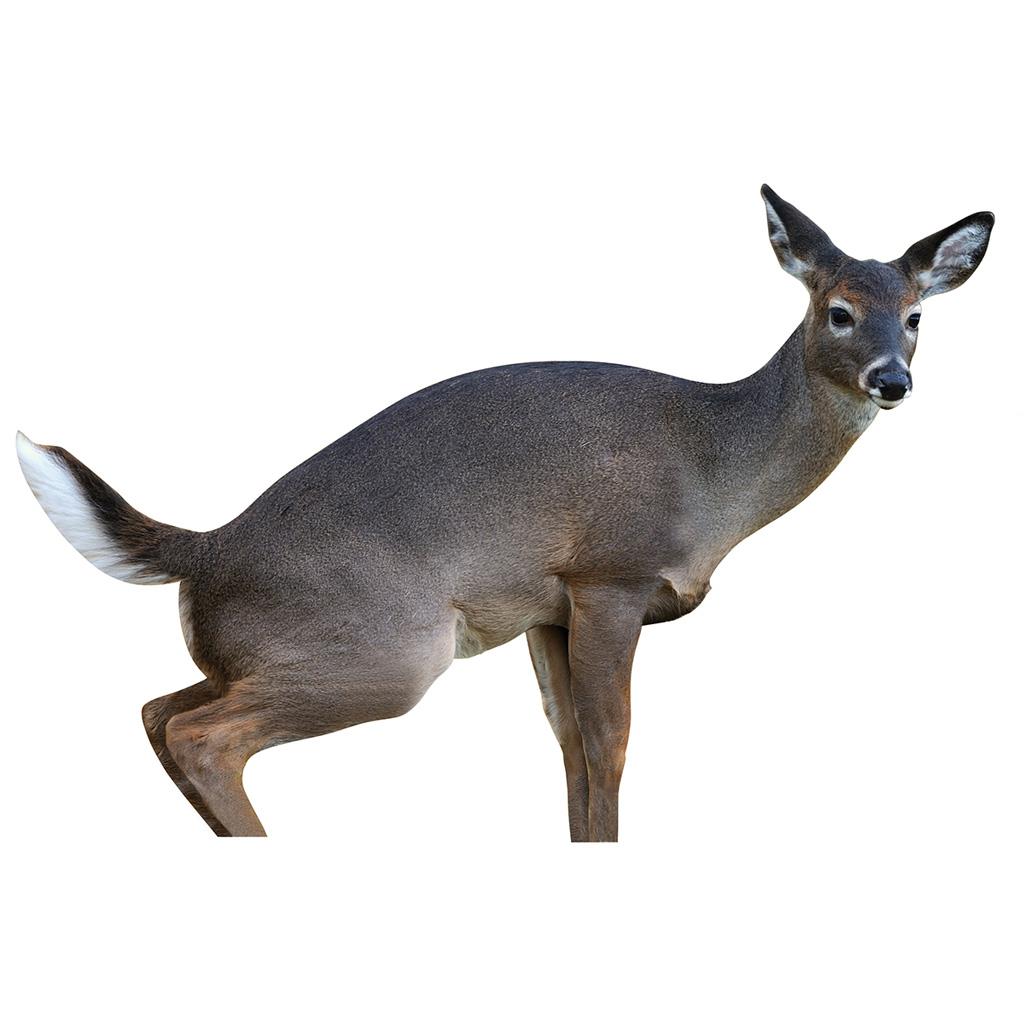 Montana Estrus Betty